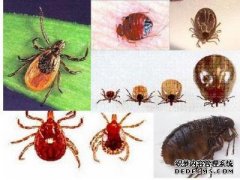<b>【天辰平台首选】什么东西可驱除跳蚤</b>