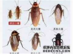 <b>【天辰代理】蟑螂的防治</b>